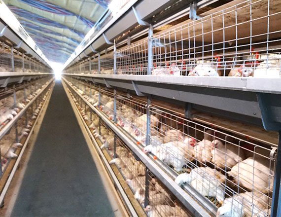 Top Quality H Frame Broiler Cage Automatic Chicken Cage Electric Cages with Q235A Steel