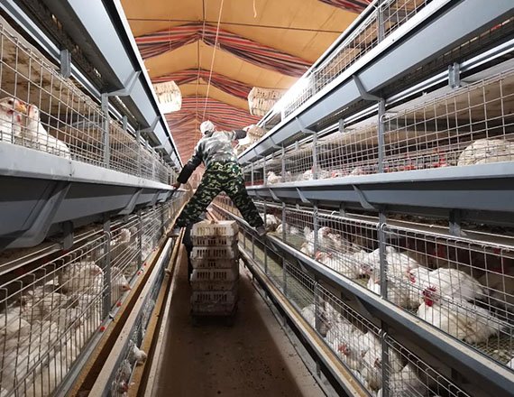 Top Quality H Frame Broiler Cage Automatic Chicken Cage Electric Cages with Q235A Steel