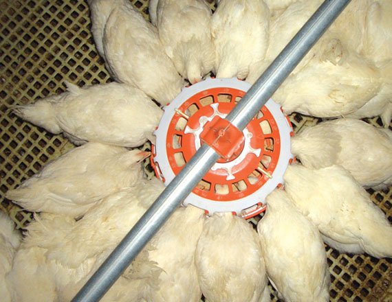 Broiler breeder chain feeding system