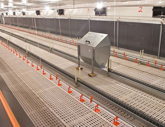 Broiler breeder chain feeding system