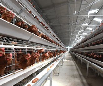 layer cage system for ghana agricultral ministry