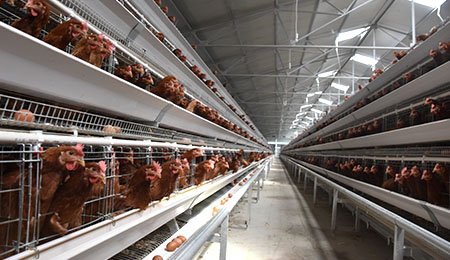 LAYER CAGE SYSTEM FOR GHANA AGRICULTRAL MINISTRY