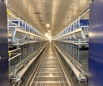Indonesia central egg collection autoamtic cage system