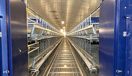 INDONESIA CENTRAL EGG COLLECTION AUTOAMTIC CAGE SYSTEM