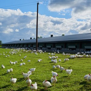 What is the poultry welfare?