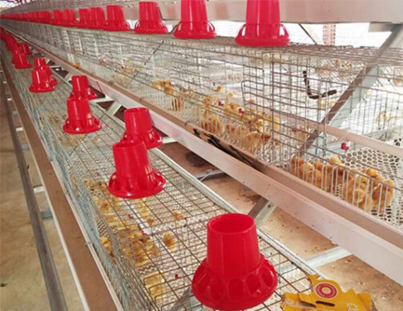 Top Quality A Frame Brooding Chicken Cage Pullet Cage With Electro-Galvanized