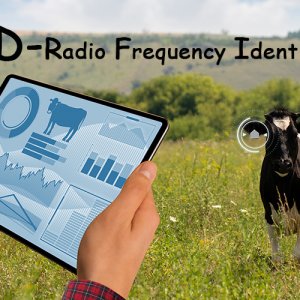 What is RFID technology? How does it help farmers to manage animals?