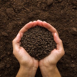 What harm does unprocessed poultry manure do to crops?