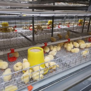 How to breed chickens in large chicken farm? Doing the following seven points is not far from success (3)