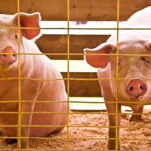 What equipment does the new pig farm need to buy?