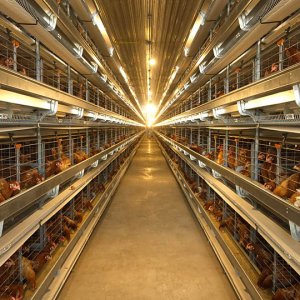 What are the effects of light to layer chickens?