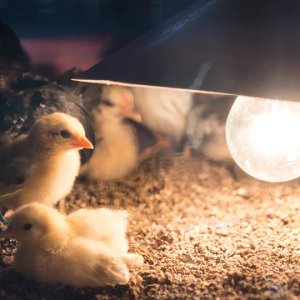 What's the importance of lighting and feeding control of caged broiler?