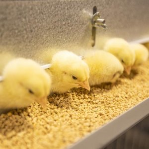 How to reduce the cost of chicken farm ?