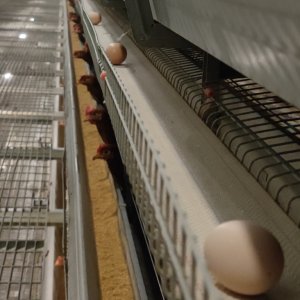 Three tips for improving egg laying rate in layer chicken farm