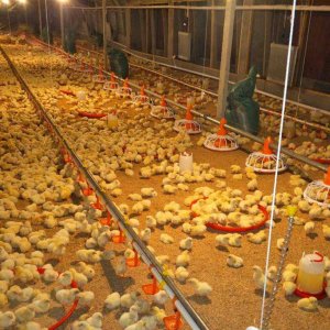 How to breed broilers scientifically and efficiently（1）
