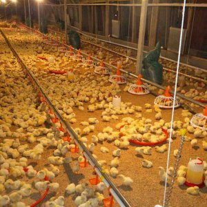 How to breed broilers scientifically and efficiently(1)