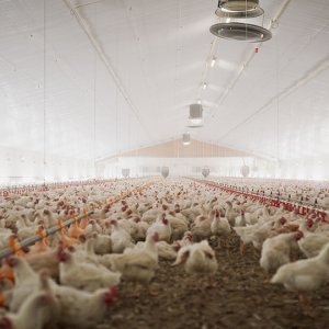 Padding management of floor breeding broiler