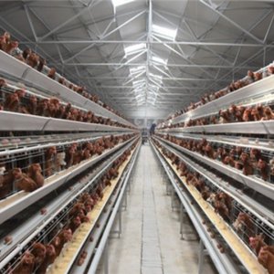 5000-10000 layer poultry chicken commercial farm introduction