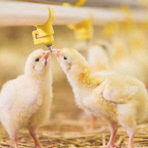 5000-10000 broiler poultry chicken commercial farm introduction