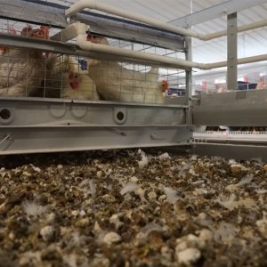What's the difference between manure conveyor and manure scraping?