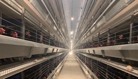 ZHEJIANG CENTRAL EGG COLLECTION AUTOMATIC CAGE SYSTEM