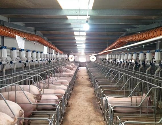 Pig Farm Intelligent Feeding System
