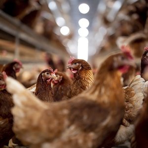 What are the key elements of poultry house farming?