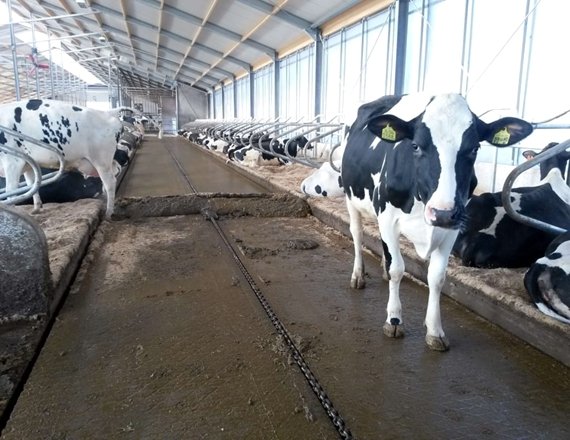 Automatic cow manure scraper cleaning system