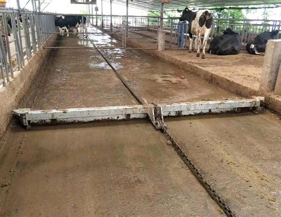 Automatic cow manure scraper cleaning system