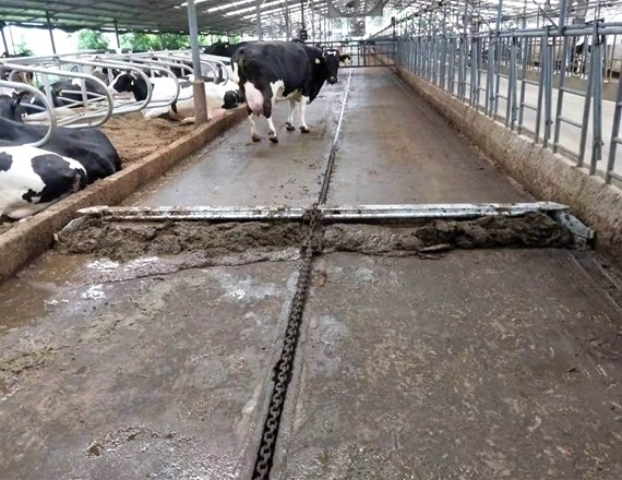 Automatic cow manure scraper cleaning system