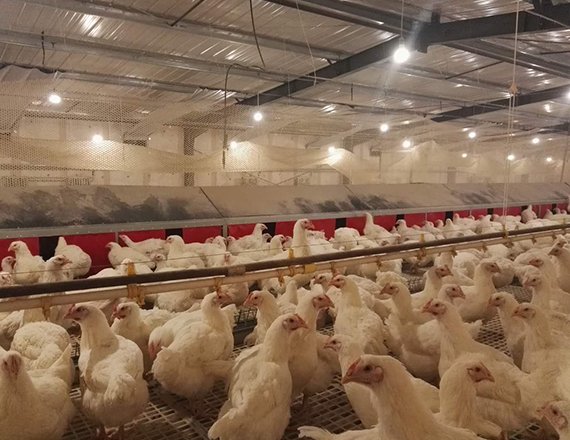 Automatic Egg Collection System Breeder Chicken Nesting Box