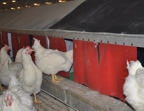 Automatic Egg Collection System Breeder Chicken Nesting Box