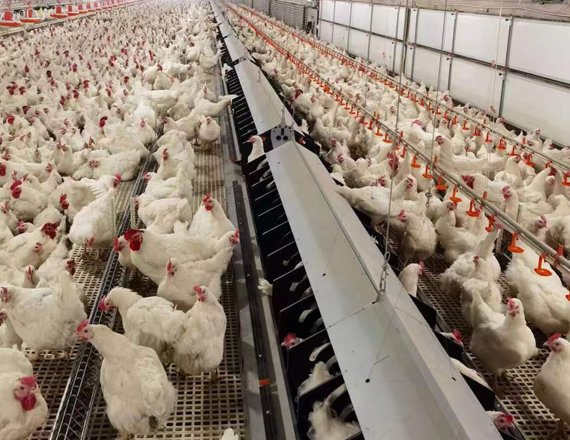 Automatic Egg Collection System Breeder Chicken Nesting Box