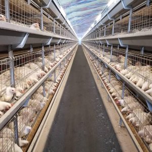 Automatic or Manual Harvesting in Broiler Chicken Cages: Choosing the Right System for Your Poultry Farm