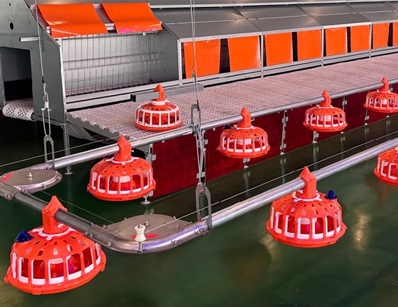 Broiler breeder pan feeding system
