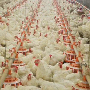 Winter Broiler House Management: Key Climate Control Strategies for Poultry Farms
