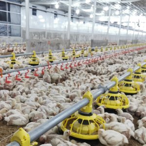 Poultry House Lighting Management: Scientific Strategies for Optimal Performance