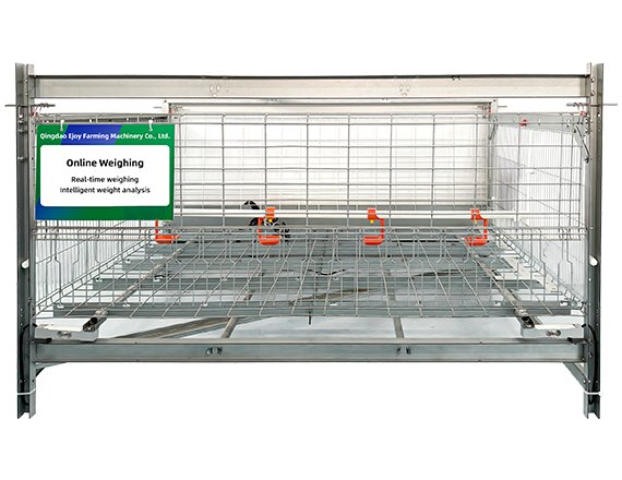 Chicken Weighing Solution Intelligent Poultry Scale
