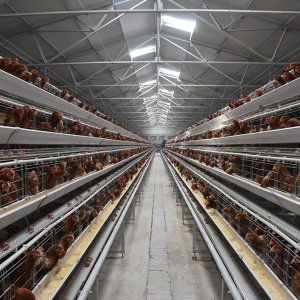 A-Frame vs H-Frame Layer Cages: Which One is Right for Your Poultry Farm?