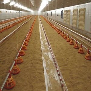 How to Observe Your Chicken Farm – A Practical Guide for Broiler Poultry Farmers