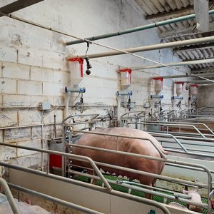 How to Manage Pig Farm Environmental Control System?