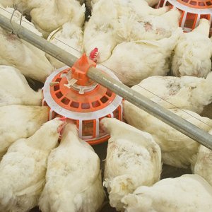 Broiler Chicken Management by Week of Age: Essential Tips from Day 1 to Market