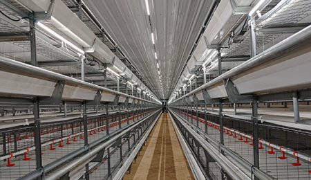 Philippines' 80,000-birds Broiler Cage Poultry Farm Project
