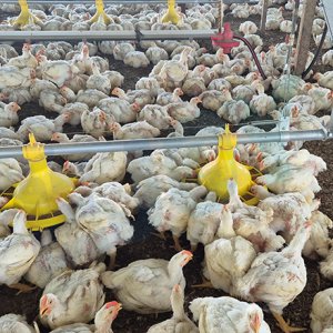 Peru Broiler Floor Breeding Project: Steel Structure Chicken House Solution