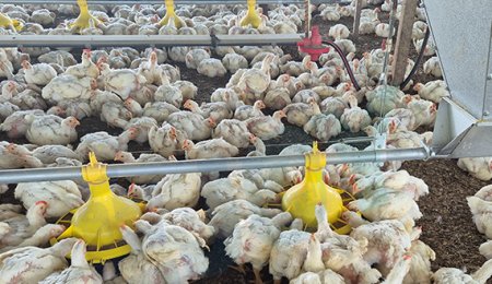 Peru Broiler Floor Breeding Project Chicken House Solution