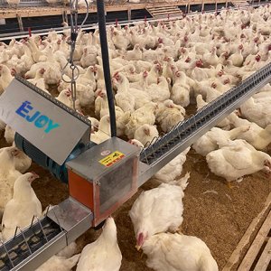 Separate Feeding of Broiler Breeders Is Your Hidden Profit Booster