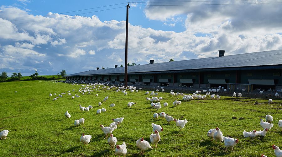 Chicken farm