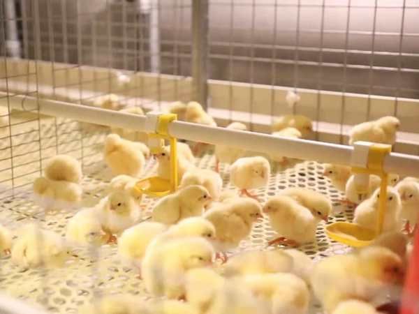 H Type Broiler Cage