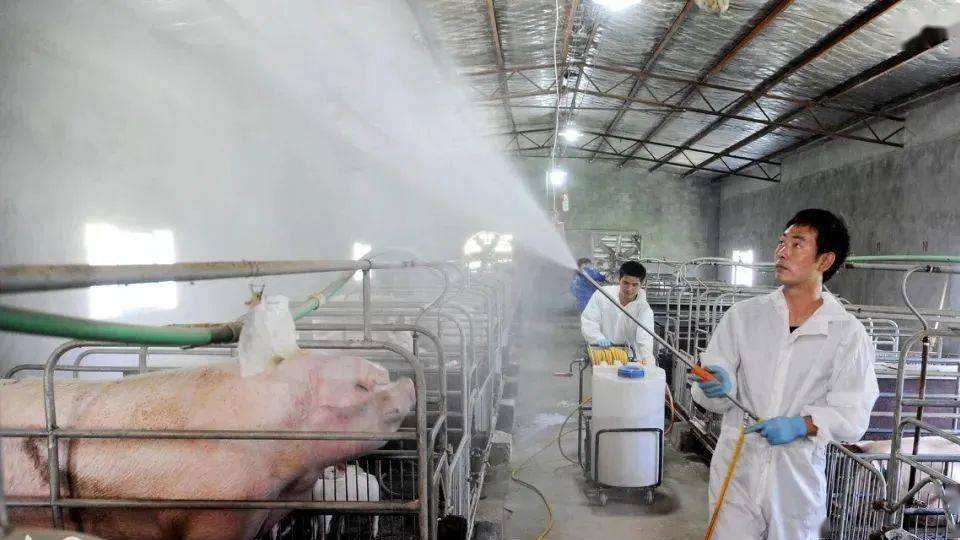 Piggery disinfection