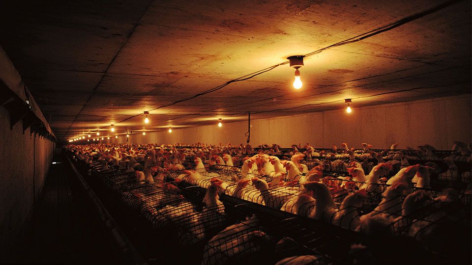 poultry lighting system